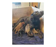 Puppies Labrador Retriever - 9