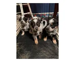 Blue heeler puppies looking for good homes - 2