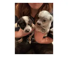Blue heeler puppies looking for good homes - 5