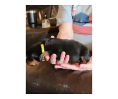 AKC Rottweiler pups