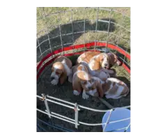 5 Basset hound puppies