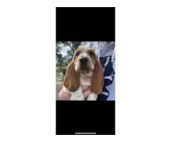5 Basset hound puppies - 2