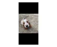 5 Basset hound puppies - 3
