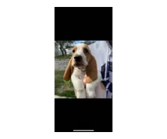 5 Basset hound puppies - 4