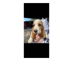 5 Basset hound puppies - 5