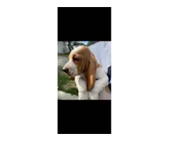 5 Basset hound puppies - 7