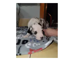 AKC Great Dane Puppies for Sale