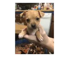 Full blooded Chihuahua puppies - 2