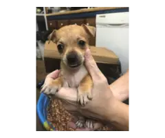 Full blooded Chihuahua puppies - 4