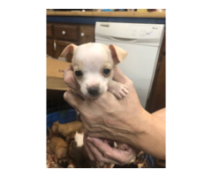 Full blooded Chihuahua puppies