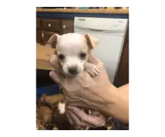 Full blooded Chihuahua puppies - 6