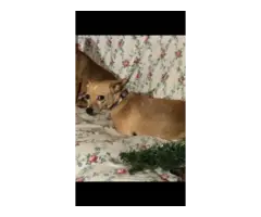 Full blooded Chihuahua puppies - 12