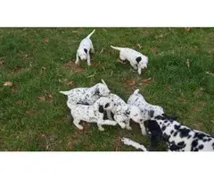 6 sweet Dalmatian puppies are ready to go to their new homes