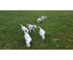 6 sweet Dalmatian puppies are ready to go to their new homes - 4