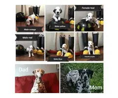 6 sweet Dalmatian puppies are ready to go to their new homes - 5