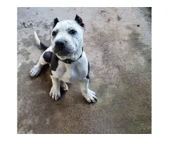 9 weeks old Pitbull pup - 2