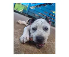 9 weeks old Pitbull pup - 3