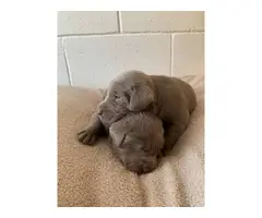 Silver Lab puppies - 1