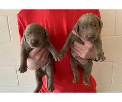Silver Lab puppies - 2