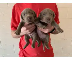 Silver Lab puppies - 3