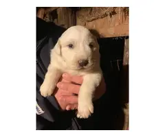 Great Pyrenees puppies - 5