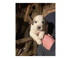 Great Pyrenees puppies - 6