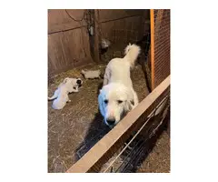 Great Pyrenees puppies - 8
