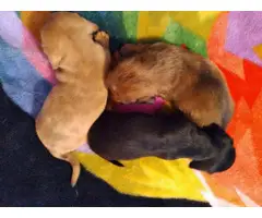 Miniature Dachshund puppies looking for a loving home