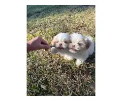 8 weeks old cute Shih Tzu puppies - 3