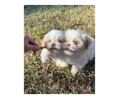 8 weeks old cute Shih Tzu puppies - 5