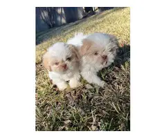 8 weeks old cute Shih Tzu puppies - 6
