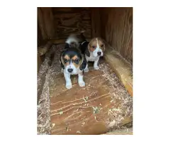 2 tri-colored beagle puppies
