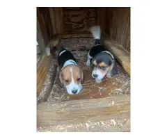 2 tri-colored beagle puppies - 3