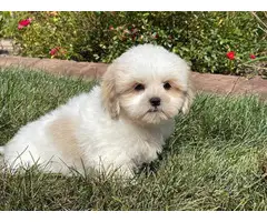 Lhasa Apso Puppies for sale