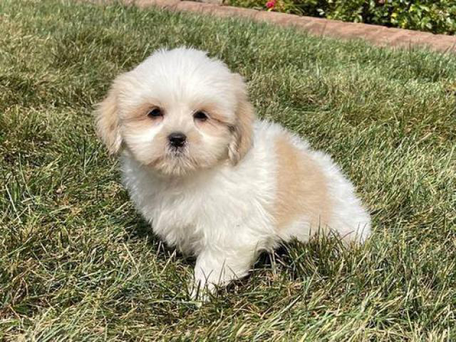 Lhasa Apso Puppies for sale Fresno - Puppies for Sale Near Me