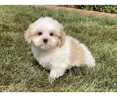 Lhasa Apso Puppies for sale - 2