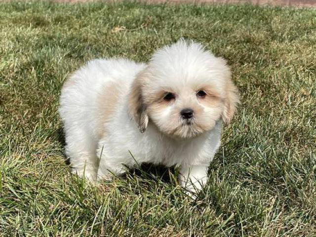 Lhasa Apso Puppies for sale Fresno - Puppies for Sale Near Me