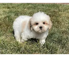 Lhasa Apso Puppies for sale - 3