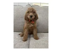 Goldendoodle puppies looking for homes