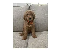 Goldendoodle puppies looking for homes - 2