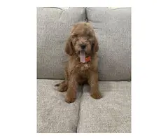 Goldendoodle puppies looking for homes - 3