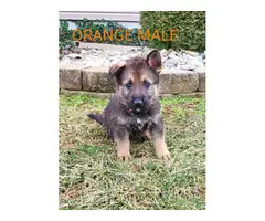 AKC German shepherd puppies for sale - 1