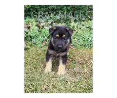 AKC German shepherd puppies for sale - 6