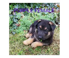 AKC German shepherd puppies for sale - 7