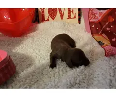 One female mini dachshund puppy left