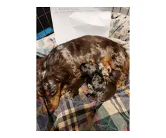 One female mini dachshund puppy left - 3