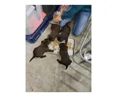 Black and Chocolate Lab puppies