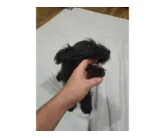 AKC black male schnauzer puppy - 3