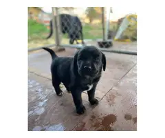 Bernese lab mix puppies for sale