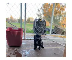 Bernese lab mix puppies for sale - 2